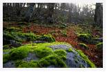 Moss on stone * 5394 x 3527 * (16.07MB)